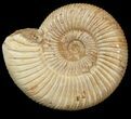 Perisphinctes Ammonite - Jurassic #46889-1